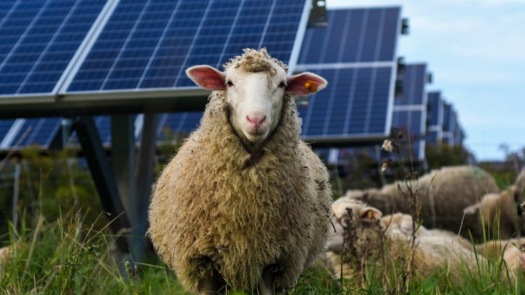 Bees, sheep, crops: Solar developers tout multiple benefits