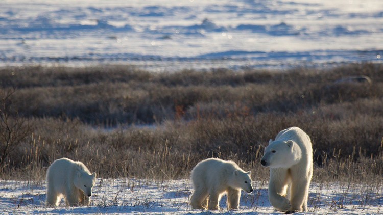 A look at how warming affects Arctic Sea ice, and polar bears