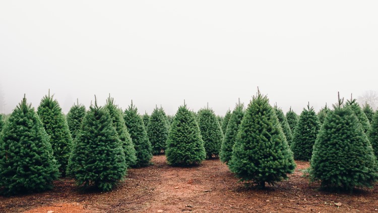 Christmas tree price shock expected this year, for both live and artificial trees Christmas tree price shock expected this year, for both live and artificial trees