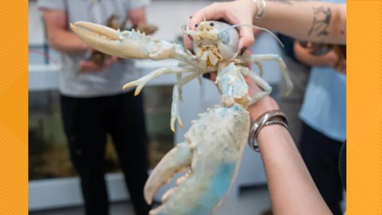 Casper the friendly...lobster? Rare ghost-colored crustacean to be studied for his genetic makeup