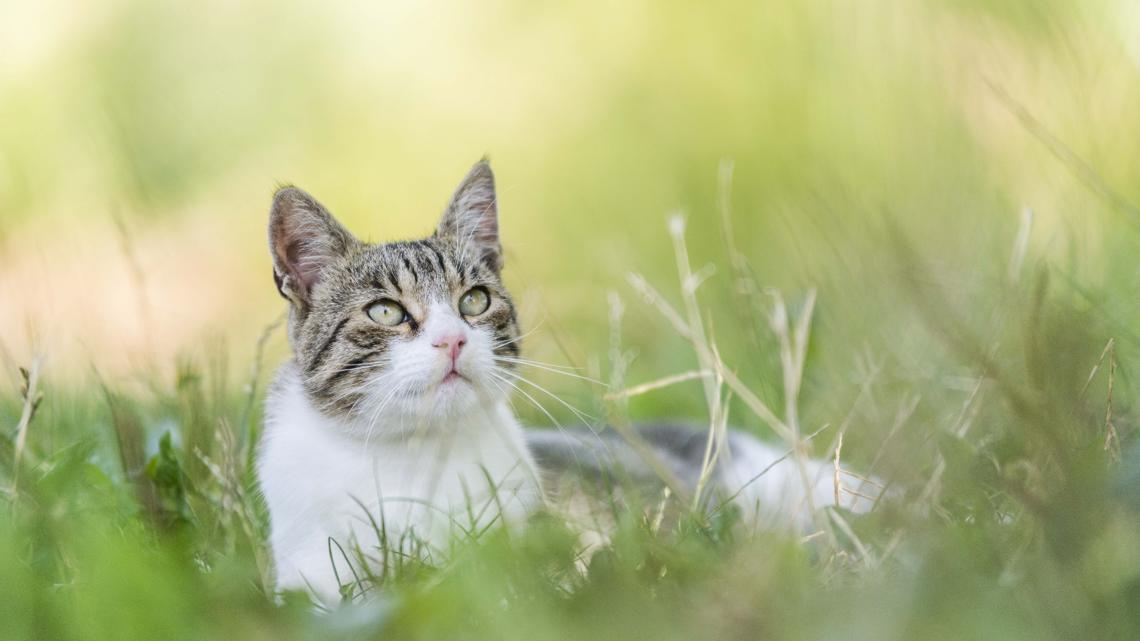 'Bobcat fever' spreads by ticks and can be deadly to cats. Here are symptoms to watch for.