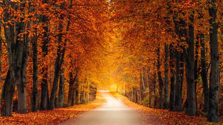 Weather IQ: What is the peak of fall foliage across the United States?