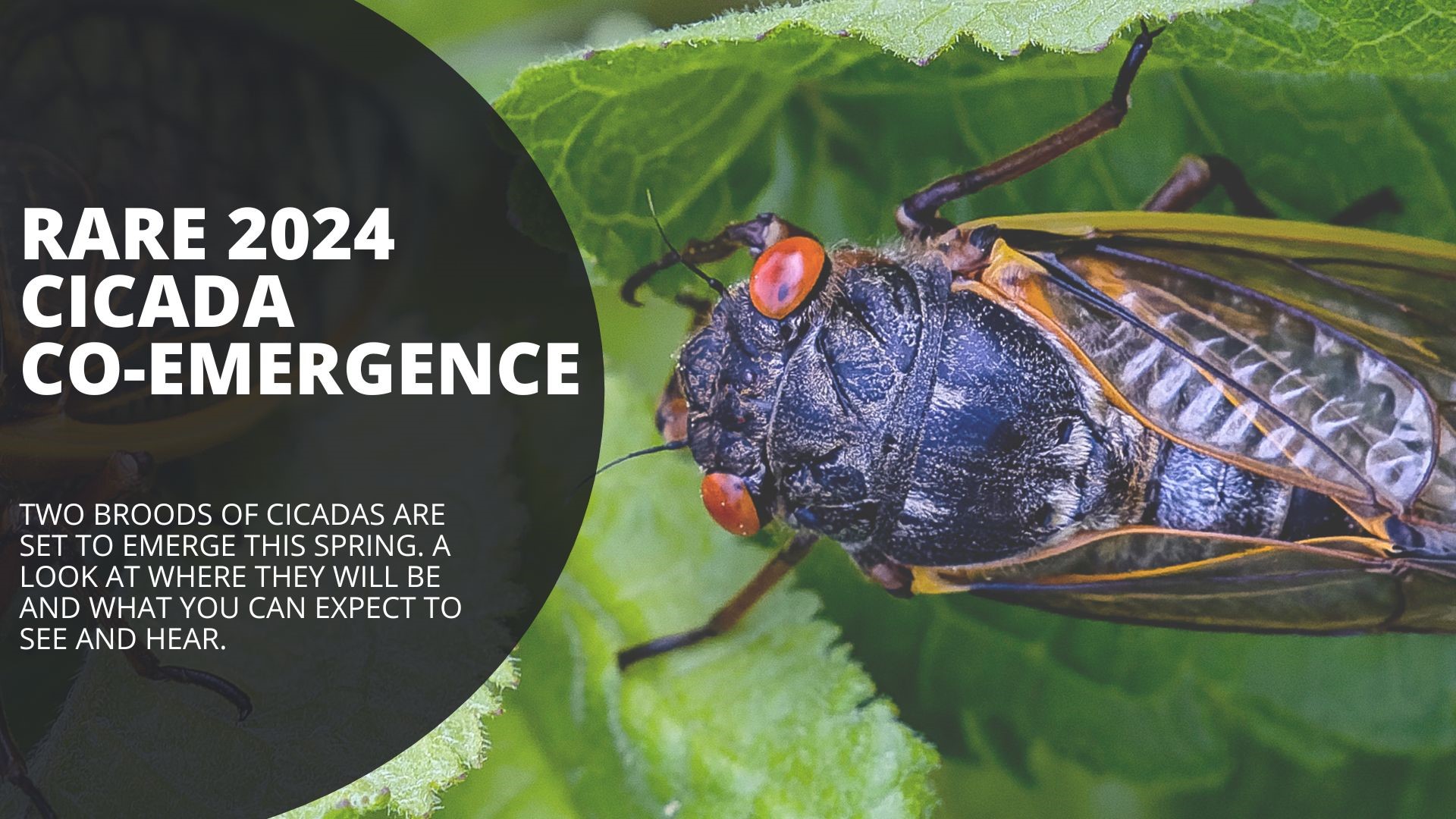 Where have the 2024 cicadas emerged so far?