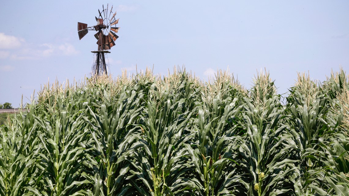 Trump's USDA overpaid corn farmers, federal watchdog says - Vimarsana News