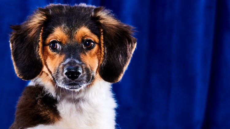 Puppy Bowl 2023 lineup: Meet the adoptable dogs in the game