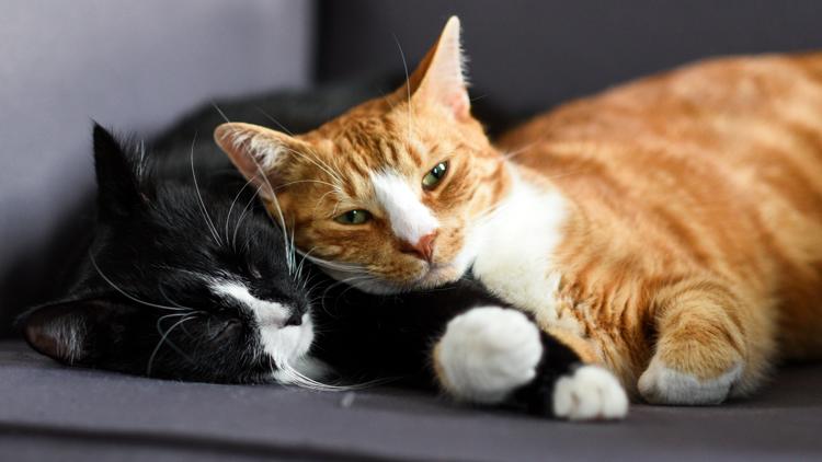 Could your cat make you sick? Study suggests 1 in 15 cats may carry diarrhea-causing parasite that can infect humans