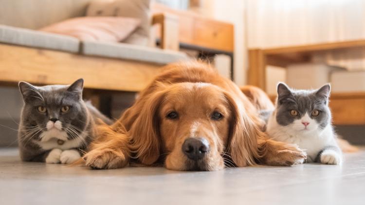 These are the top pet names for 2026. Is your pet's name on the list?