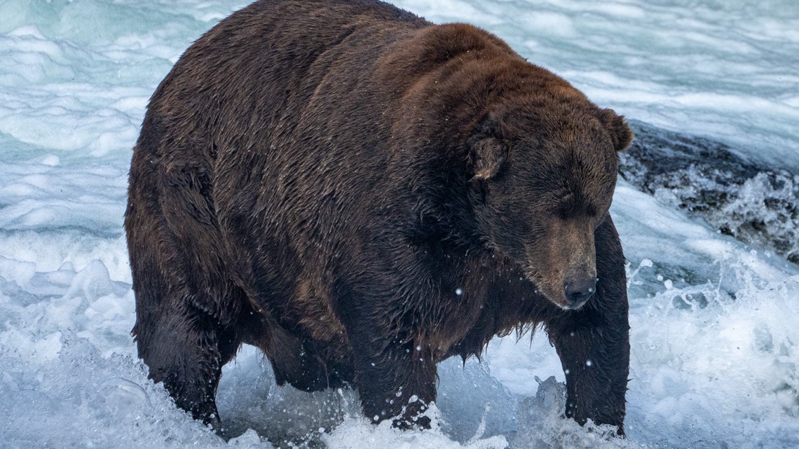 Fat Bear Week 2023: What to know about Katmai National Park's