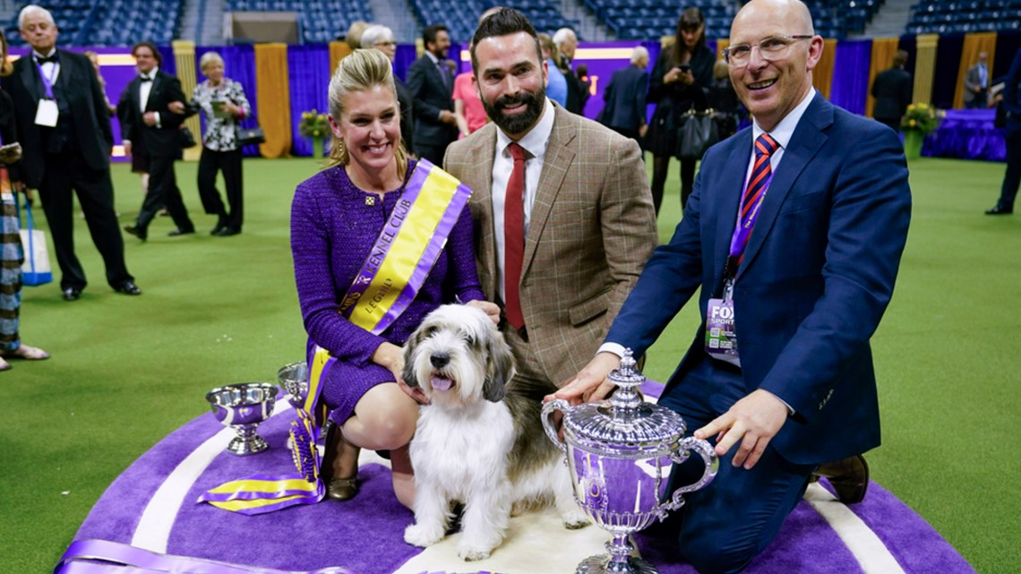 Fierce competition at the 147th Westminster Kennel Club Dog show