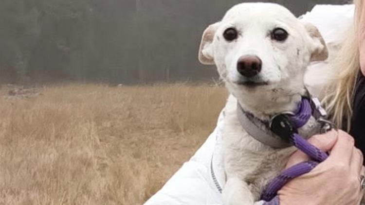 Luna, a small dog missing for over a month in Yellowstone, is reunited with her owners