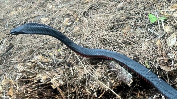 The number of snakes removed from this Australian yard will make you shudder