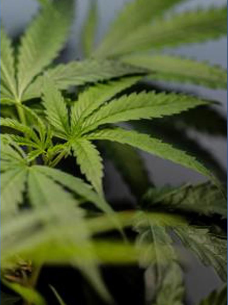 Can marijuana users own guns? What the new Supreme Court ruling means ...