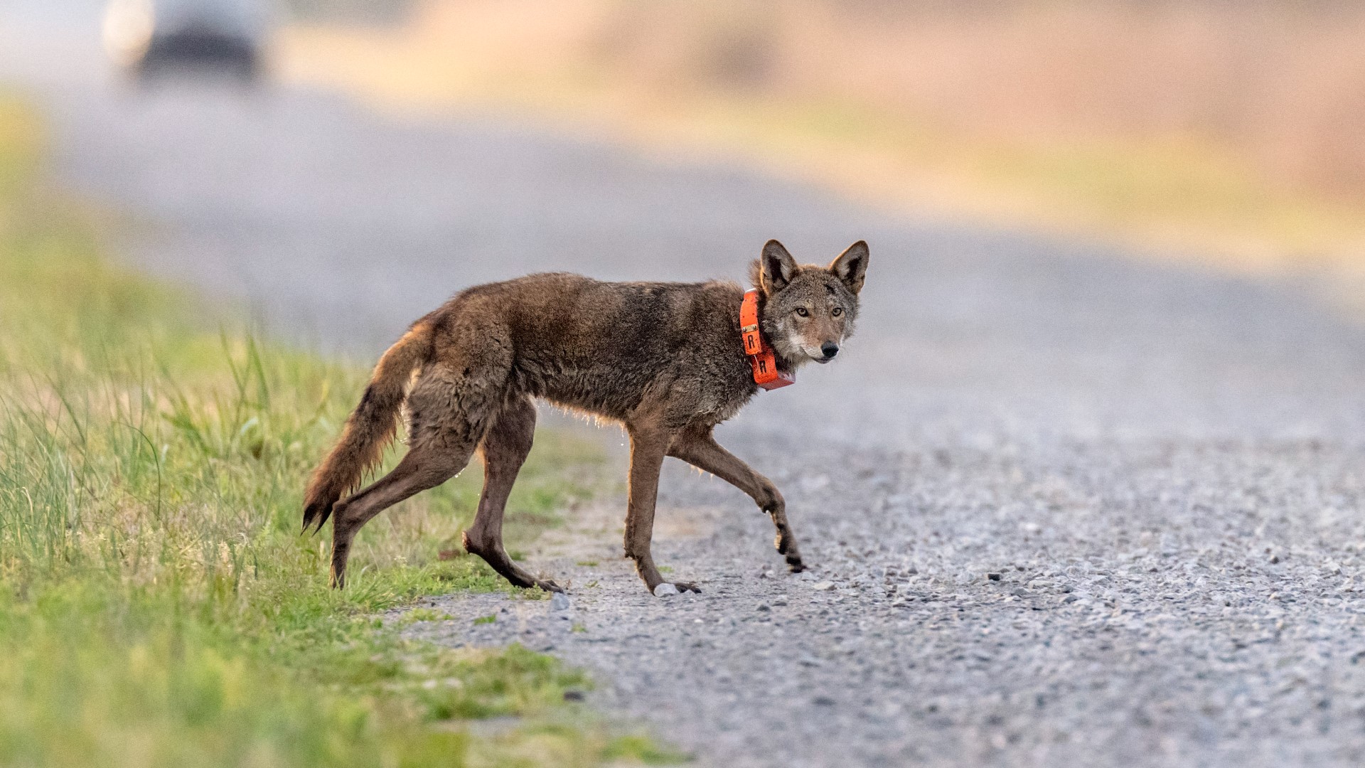 Director previews 'Back from the Brink: Saved from Extinction