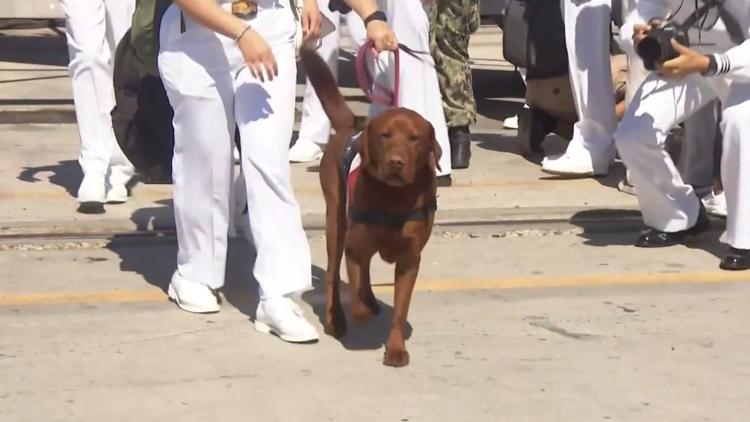 Meet Captain Fathom, the dog that deployed with the USS Abraham Lincoln