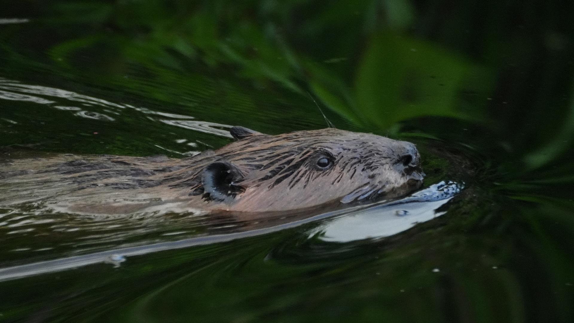 13-year-old recovering from 3 surgeries after rabid beaver attack in Maryland Dominick Cebula was swimming underwater when the animal latched onto his chest and later bit his hand. His attack was the first of three involving rabid beavers.