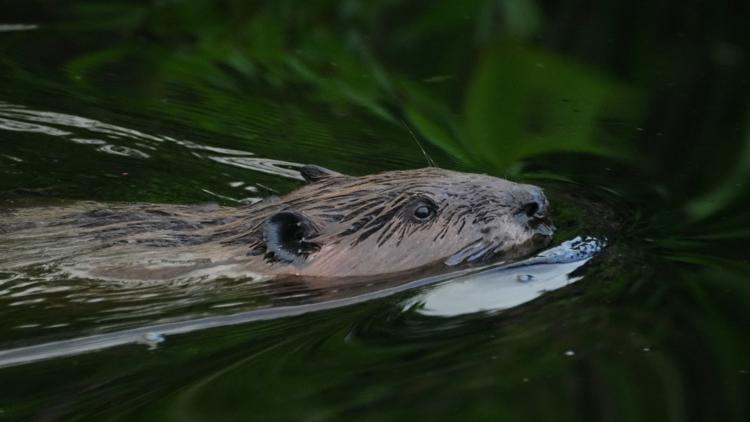 13-year-old recovering from 3 surgeries after rabid beaver attack in Maryland