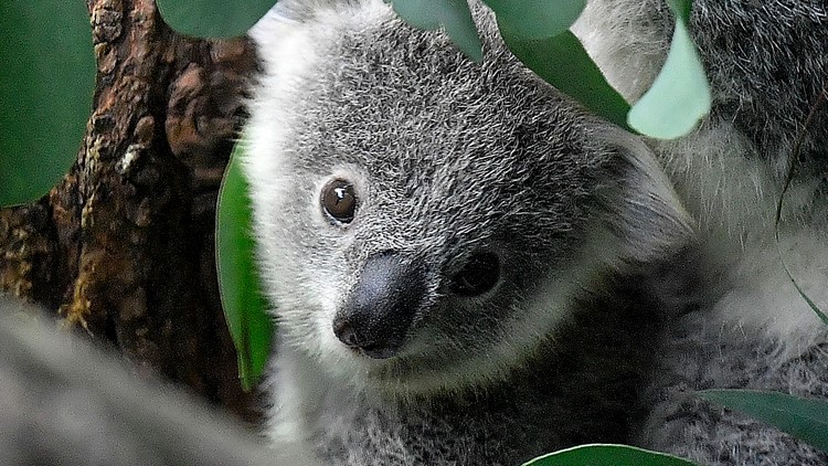 Koalas endangered in Australia as population plummets 