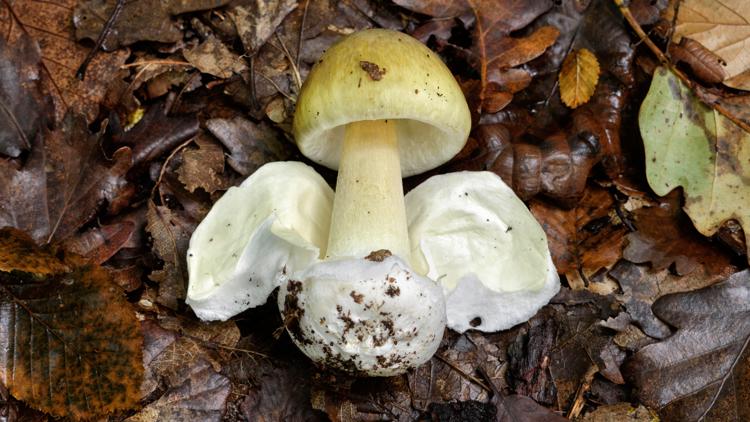 California warns of largest deadly wild mushroom poisoning outbreak in U.S. history