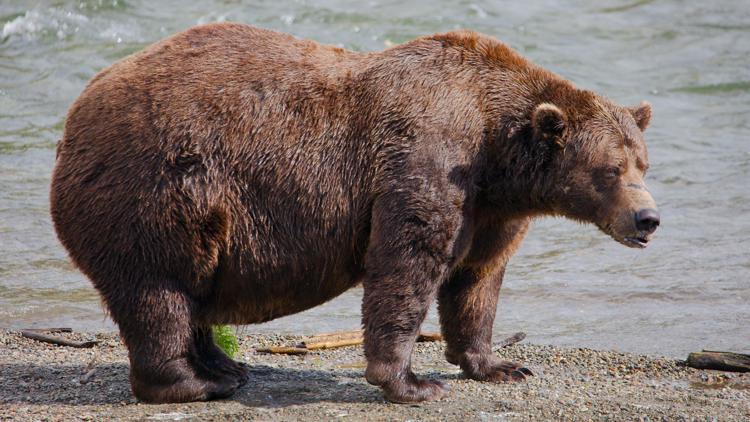 Fat Bear Week: Online voting now open to crown Alaska’s top heavyweight brown bear