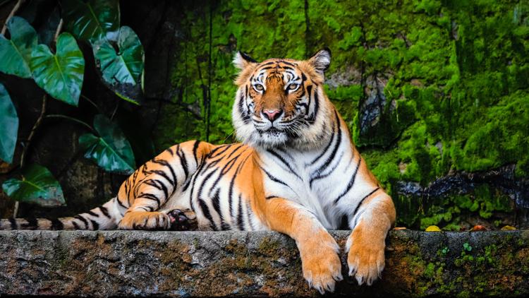Tiger that mauled man to death in UK will not be euthanized, zoo says