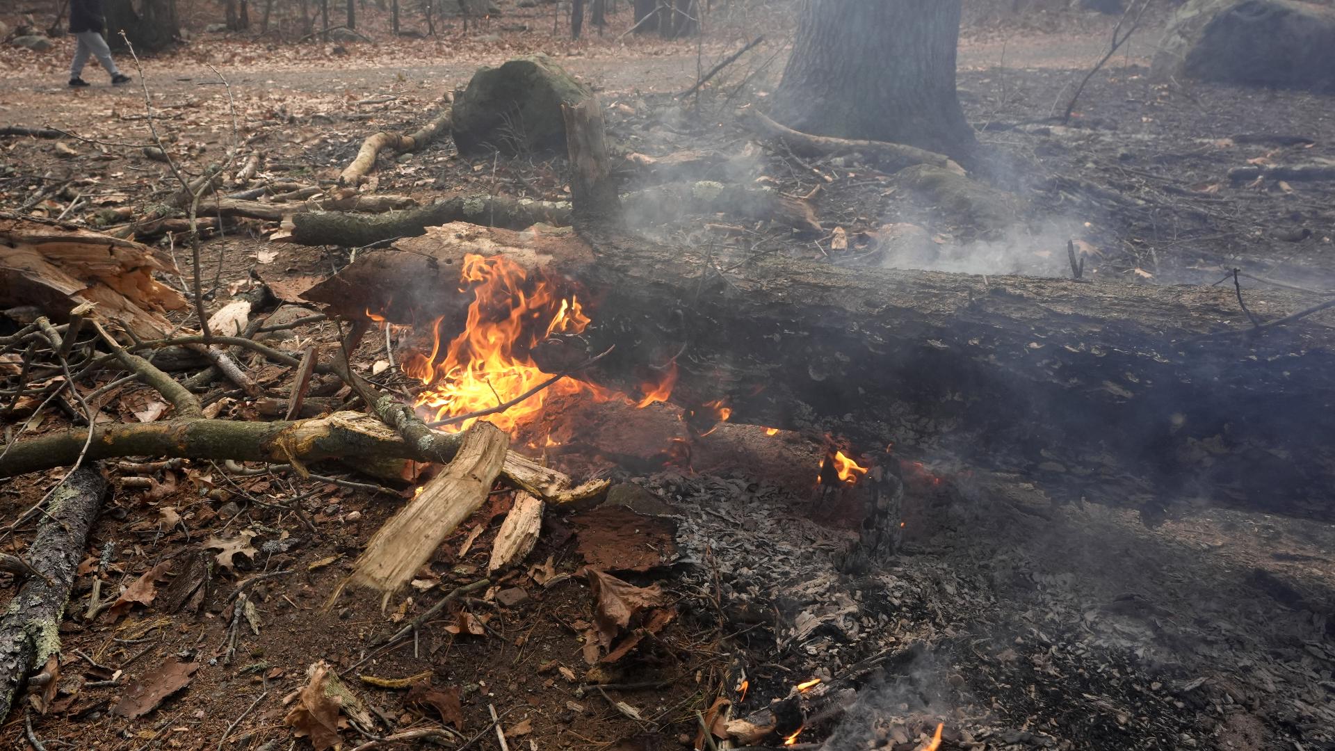 An 18-year-old helping construct fire lines in New York was killed when a tree fell on him Saturday. 