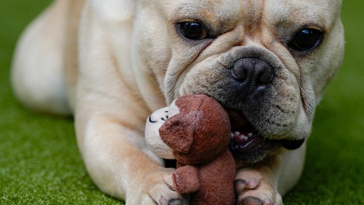 American Kennel Club reveals 10 most popular dog breeds