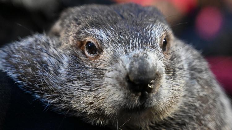 How accurate is Punxsutawney Phil?