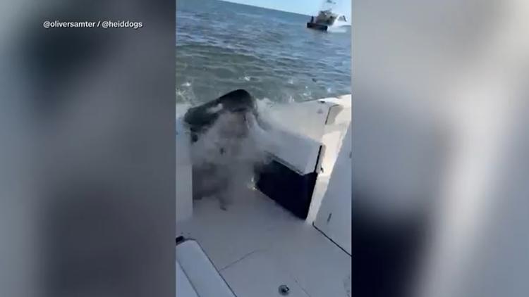 Video captures whale slamming into boat off Long Island
