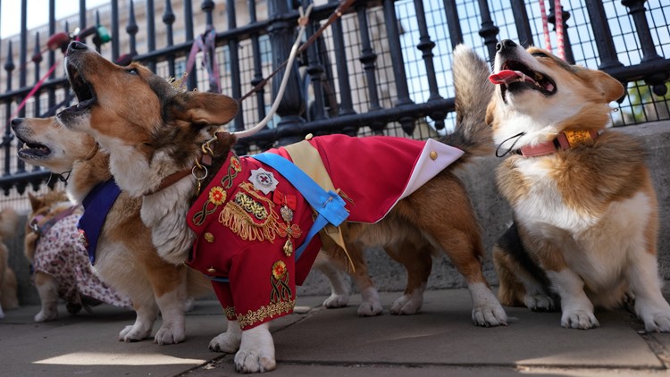 Corgis parade outside Buckingham Palace to remember Queen Elizabeth II a year since her death