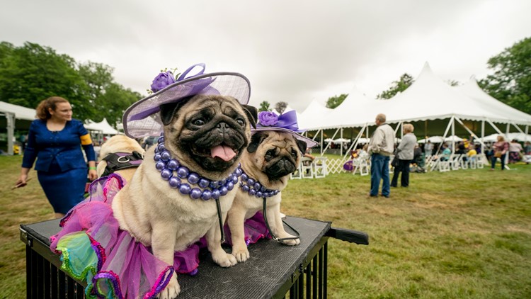 Westminster Kennel Club's annual dog show postponed due to COVID