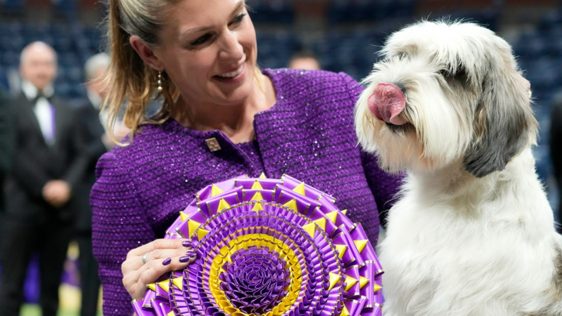 Westminster Kennel Club dog show 2023 See pics