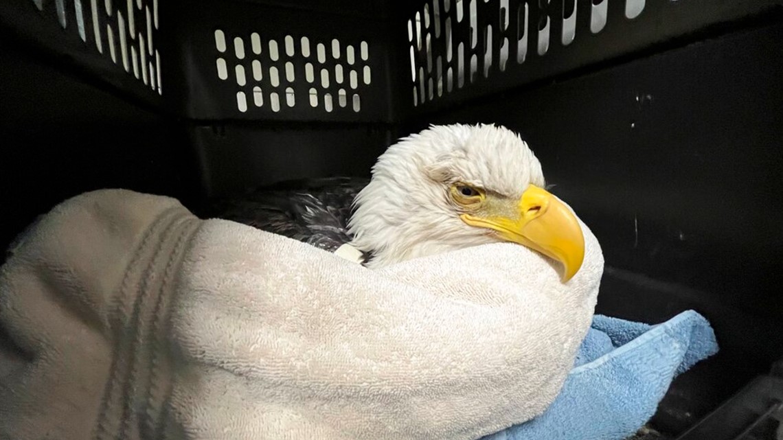 Bald eagles die after eating euthanized animals at landfill - Vimarsana News