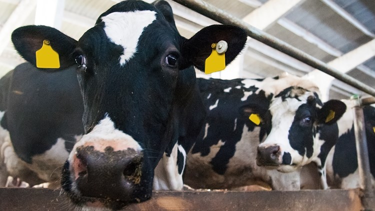 Georgia farmers approve new fees to boost dairy education programs
