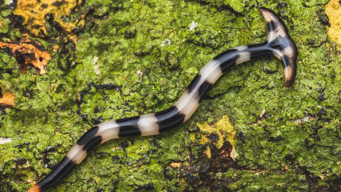 What are hammerhead worms and are they dangerous? | fox43.com