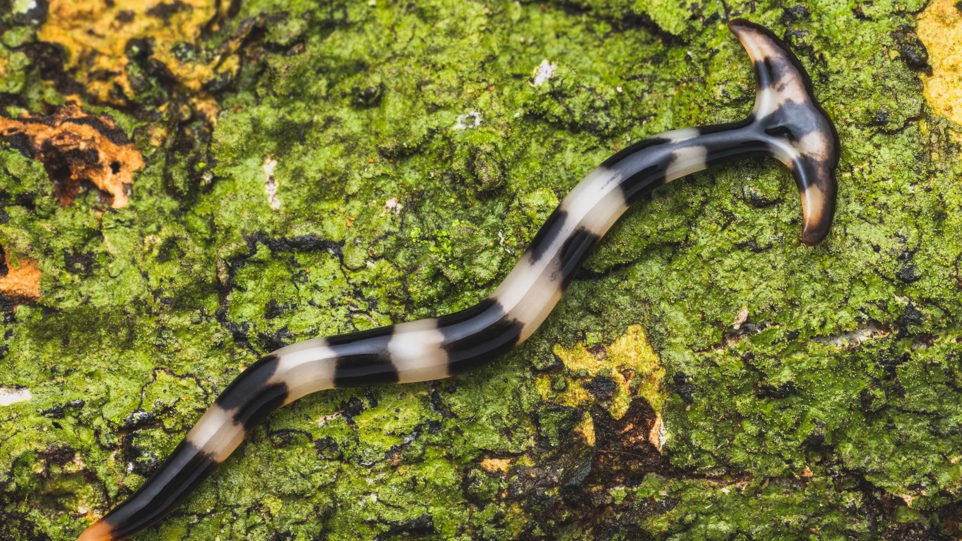 What Are Hammerhead Worms And Are They Dangerous Fox43 What Are Hammerhead Worms And Are They Dangerous Fox43