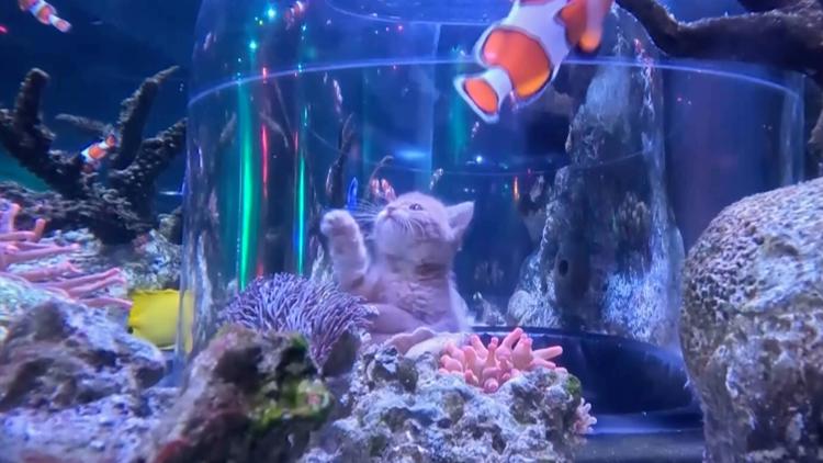 WATCH: Orphaned kittens take aquarium field trip to Mall of America