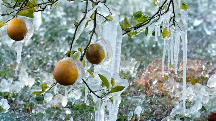 Icicles cling to oranges at a grove Sunday, Feb. 1, 2026, in Plant City, Fla. (AP Photo/Chris O'Meara)