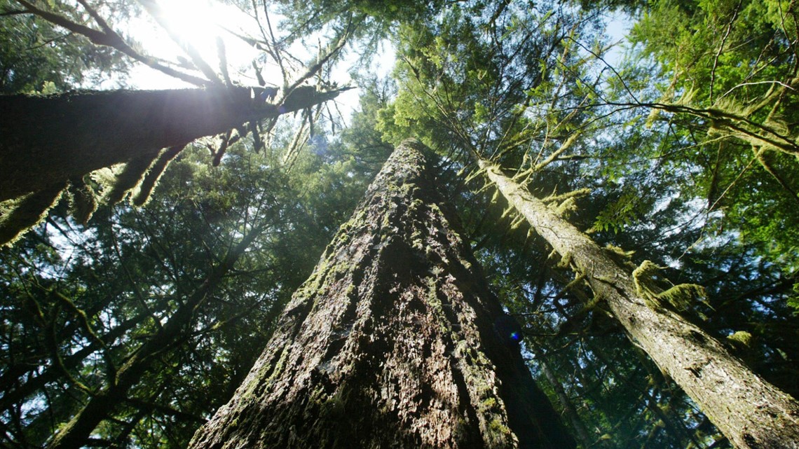 Trump-era old-growth forest logging rule struck down - Vimarsana News