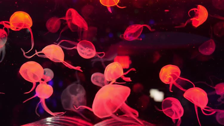 Jellyfish Museum puts spotlight on translucent invertebrates