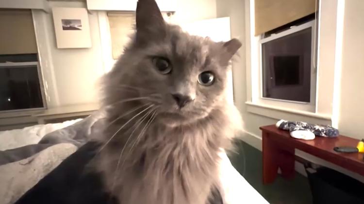 Cat missing for 571 days reunites with Connecticut family