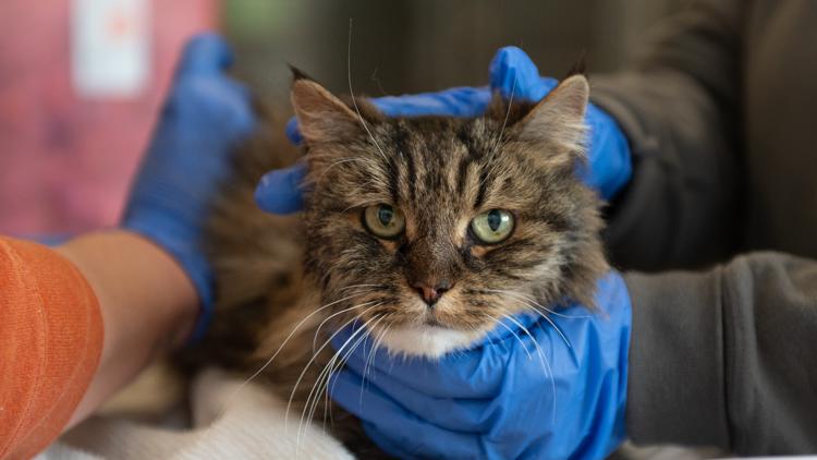 'Mirage' the cat is the lone survivor of a fatal fall in Utah
