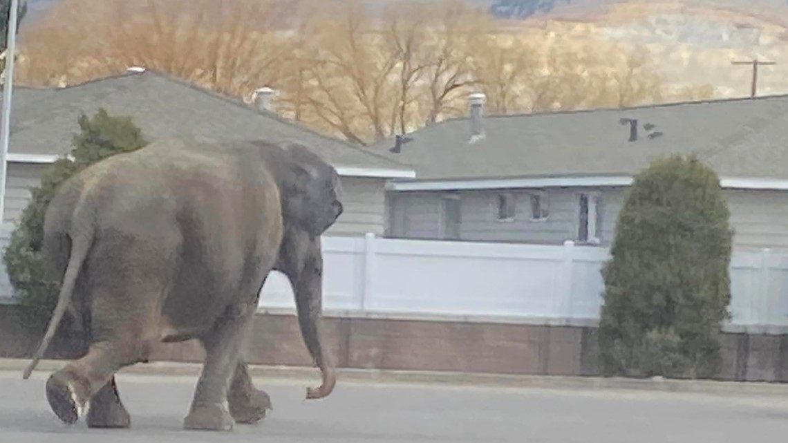 Elephant escapes from circus, takes a stroll through Montana town - Vimarsana News