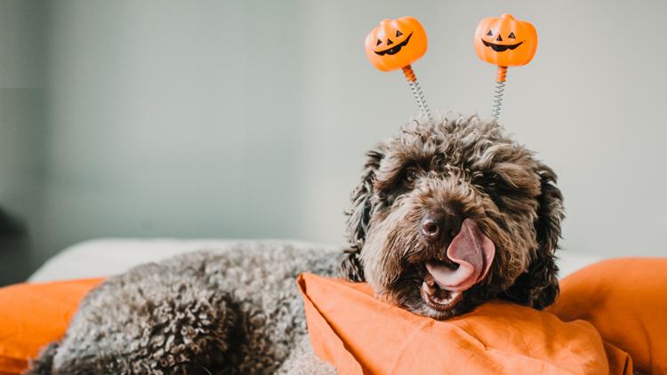 Halloween treats and decorations can put pets at risk. Here’s how to protect them