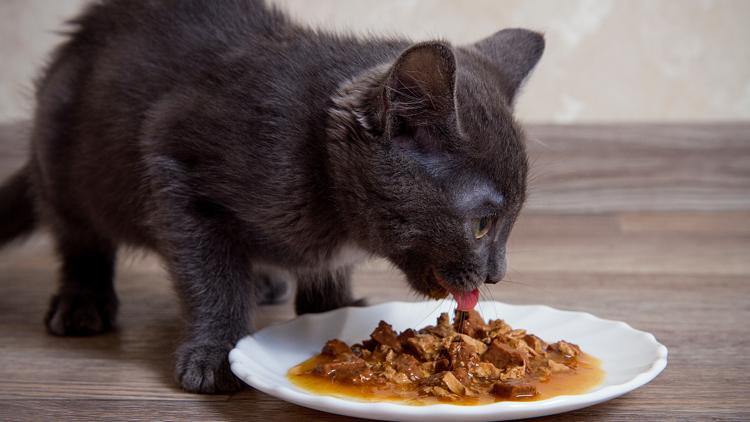 Toxic chemicals found in most tested cat foods, new investigation finds