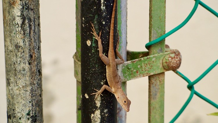 These lizards genetically morphed to adapt to city life