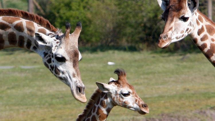 Giraffe escapes enclosure, delaying opening of Reid Park Zoo