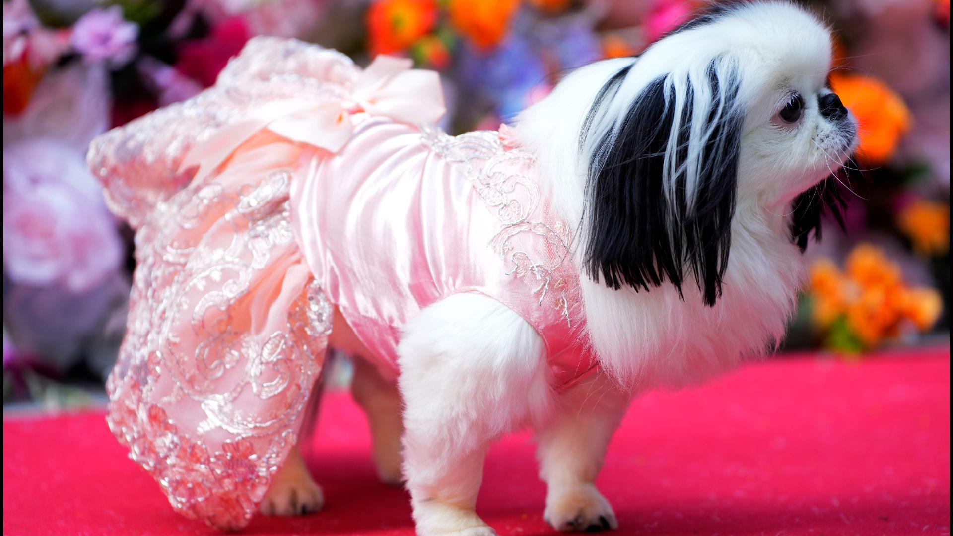 PHOTOS: At the Pet Gala, fashion goes to the dogs | 5newsonline.com