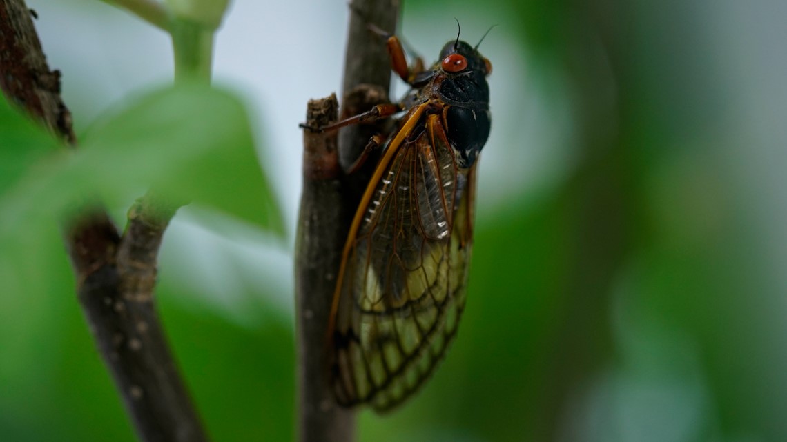 Brood X Cicadas 2021 Where Will Cicadas Be This Year 10tv Com