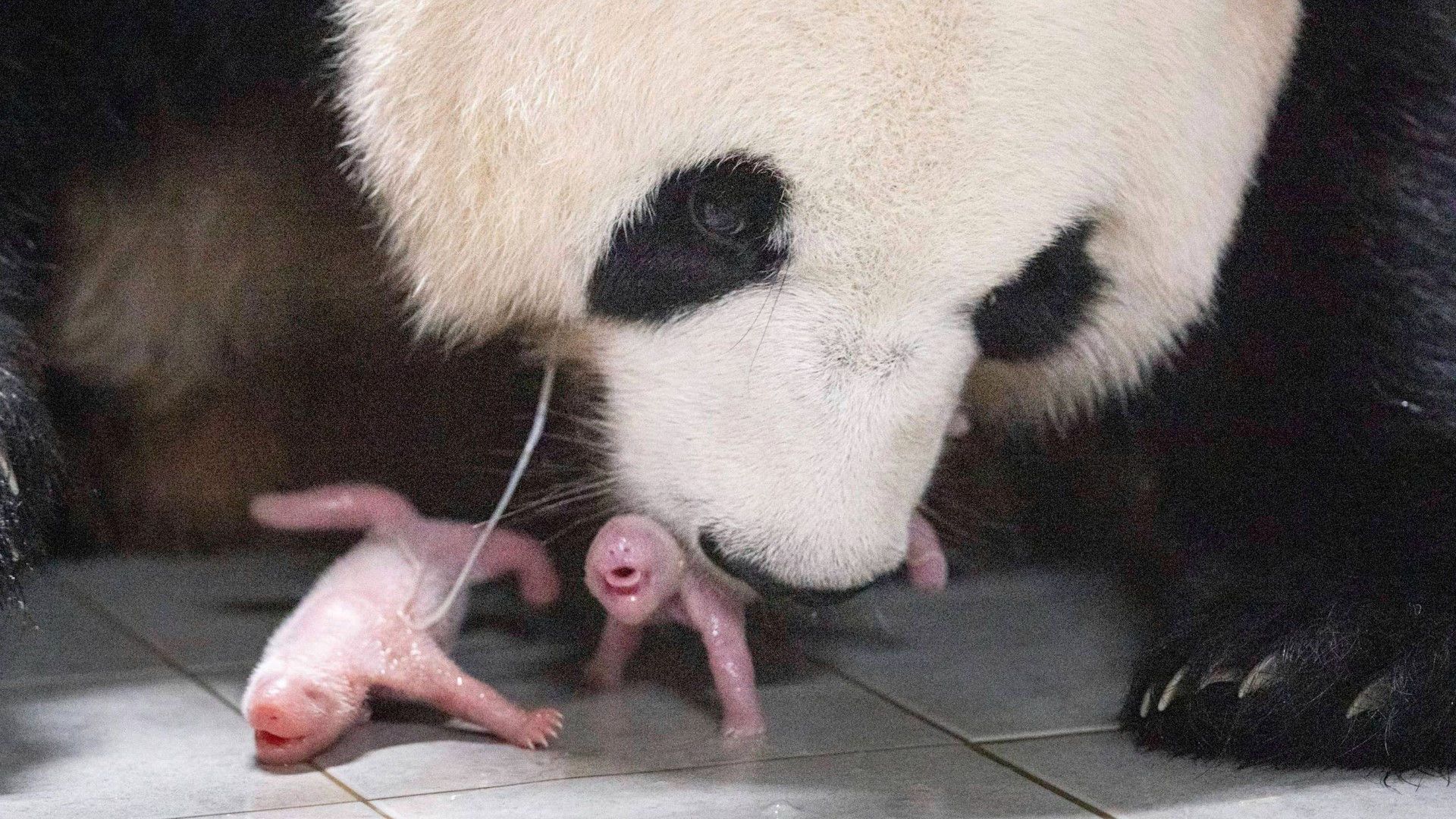 The park's operator said Ai Bao gave birth to the cubs, both female, last Friday.