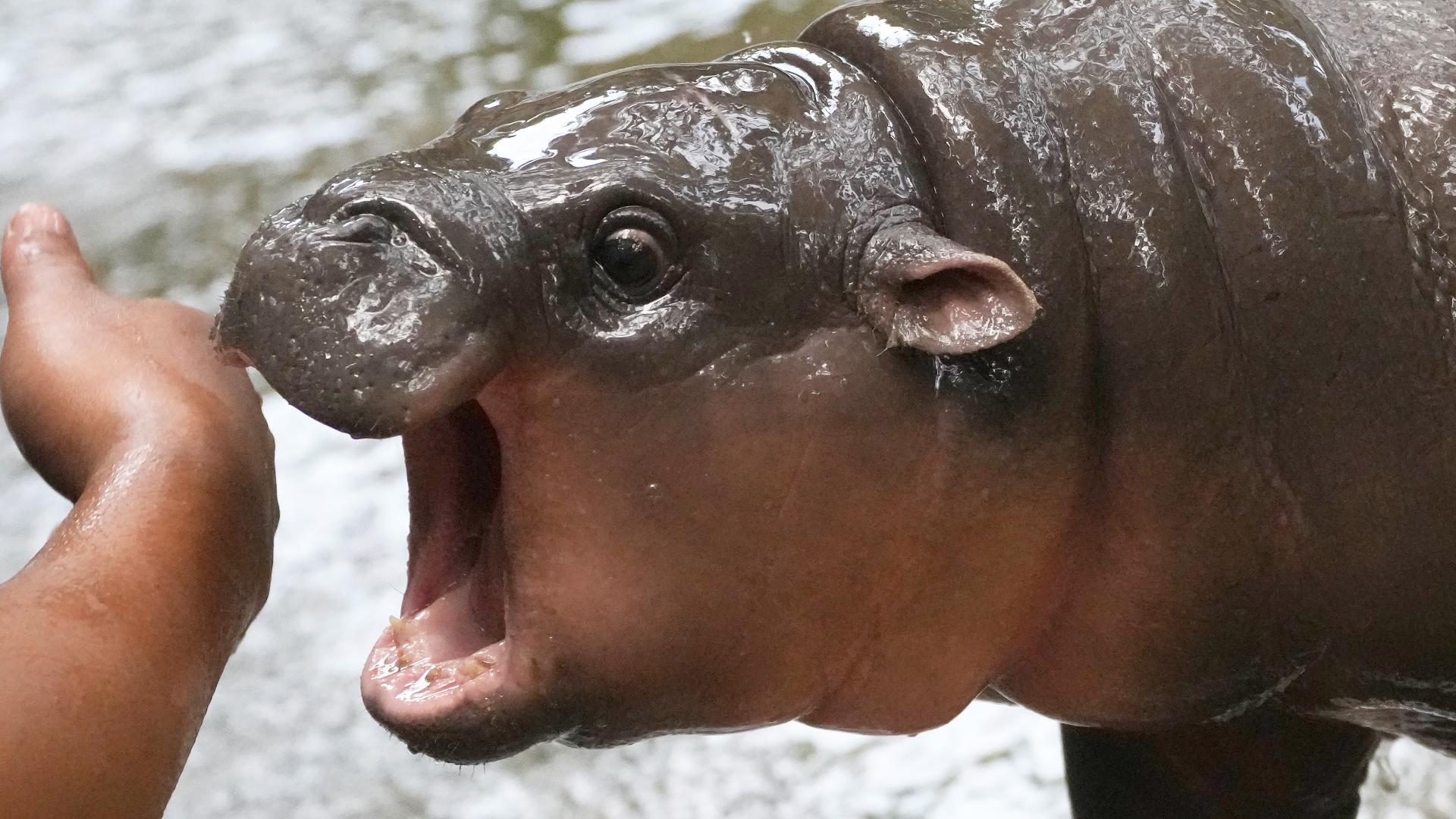 Baby pygmy hippo Moo Deng takes the world by storm | wthr.com